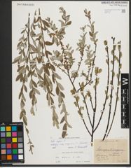Foto von Salix repens L.